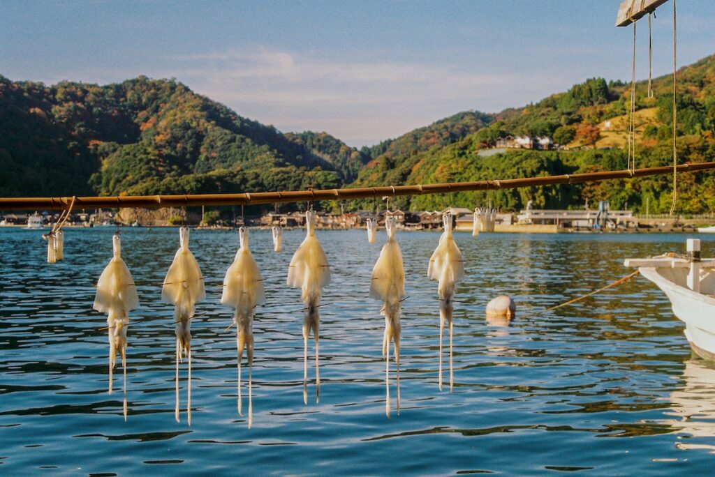 Squid drying on strings over calm coastal water, with green hills and a small seaside village in the background under a clear blue sky.