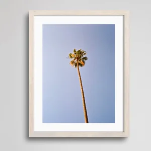 Palm Tree | Fine Art Print | Analogue Photography | 35mm Film Photography | Gallery Wall Decor | Eclectic Home