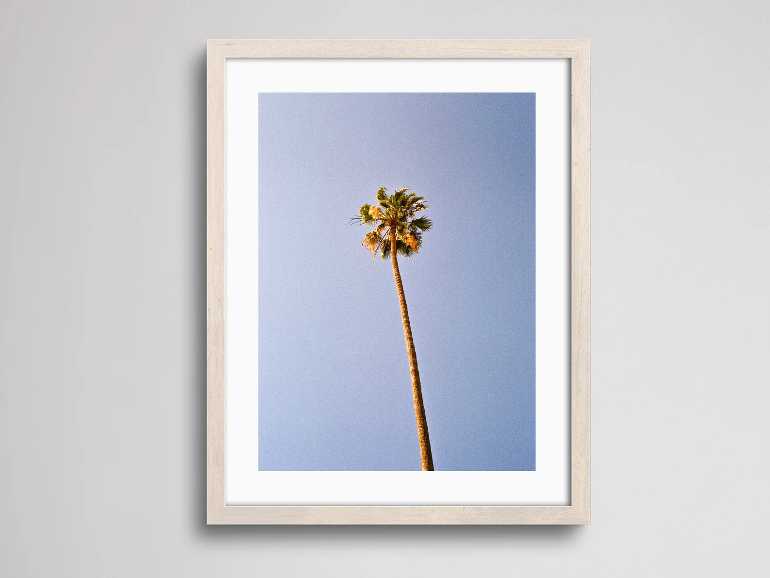 Palm Tree | Fine Art Print | Analogue Photography | 35mm Film Photography | Gallery Wall Decor | Eclectic Home