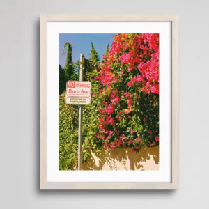 Flowers Blooming in Los Angeles