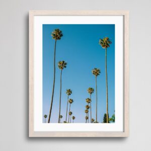 Row of Palm Trees | Los Angeles Palm Trees Photography Print