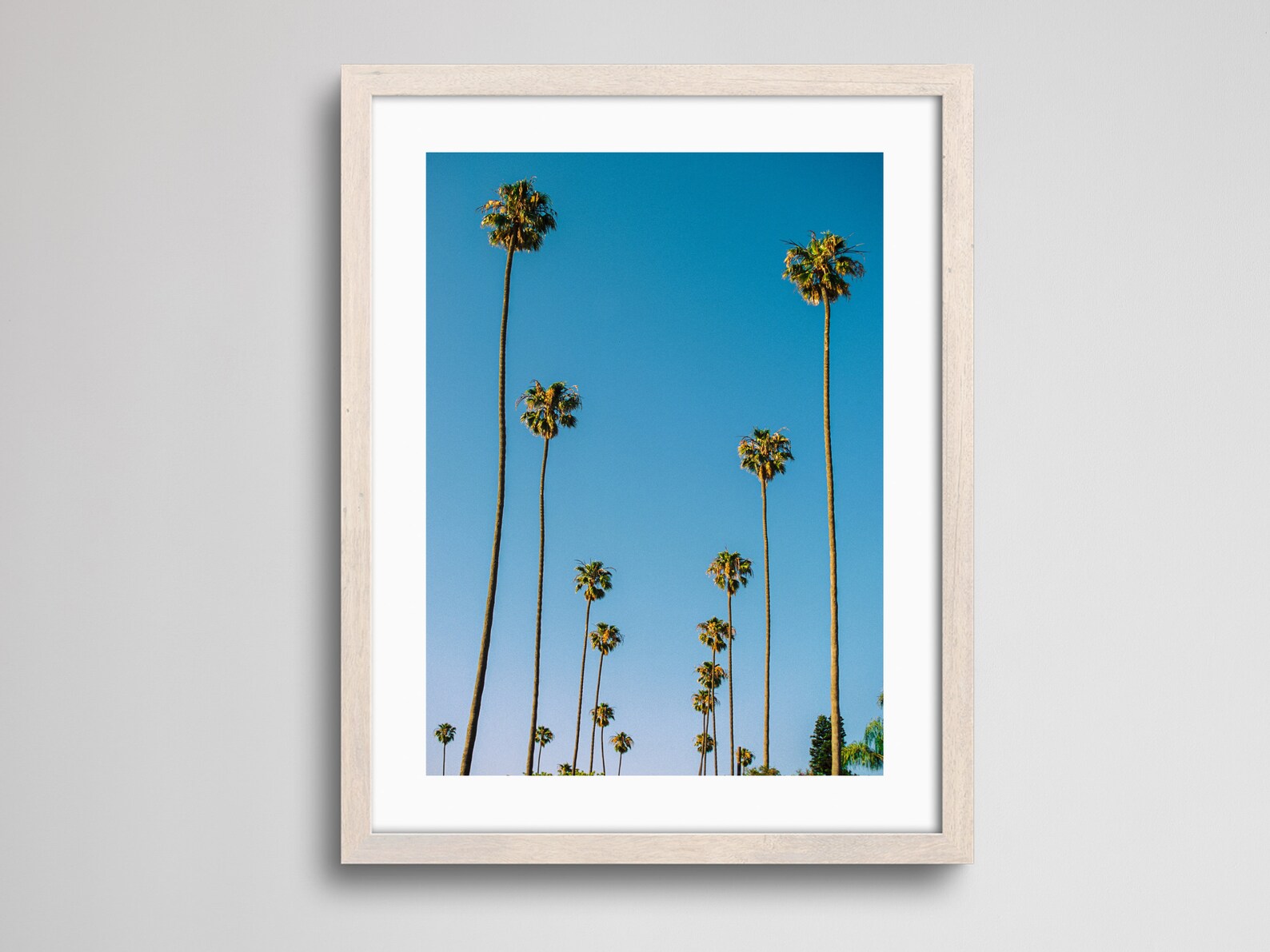 Row of Palm Trees | Los Angeles Palm Trees Photography Print
