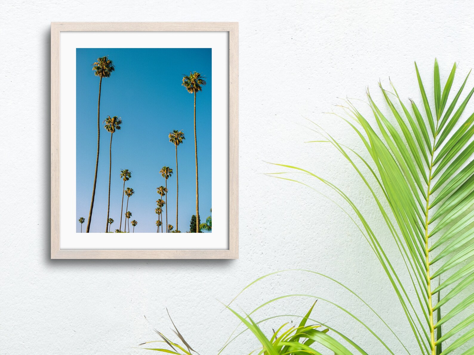 Row of Palm Trees | Los Angeles Palm Trees Photography Print - Image 4